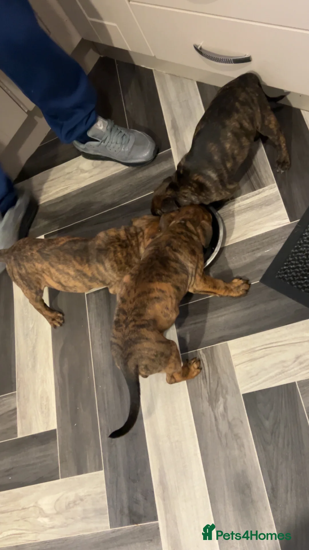 Mixed Breed dogs for sale: Staffy pups  - Advert 4