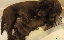 Cocker Spaniel dogs for sale: Chocolate working cocker spaniel puppies - Image 3