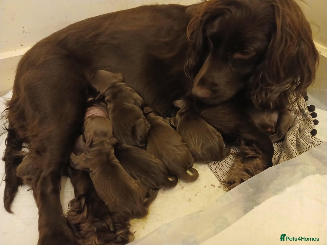 Cocker Spaniel dogs for sale: Chocolate working cocker spaniel puppies - Image 3