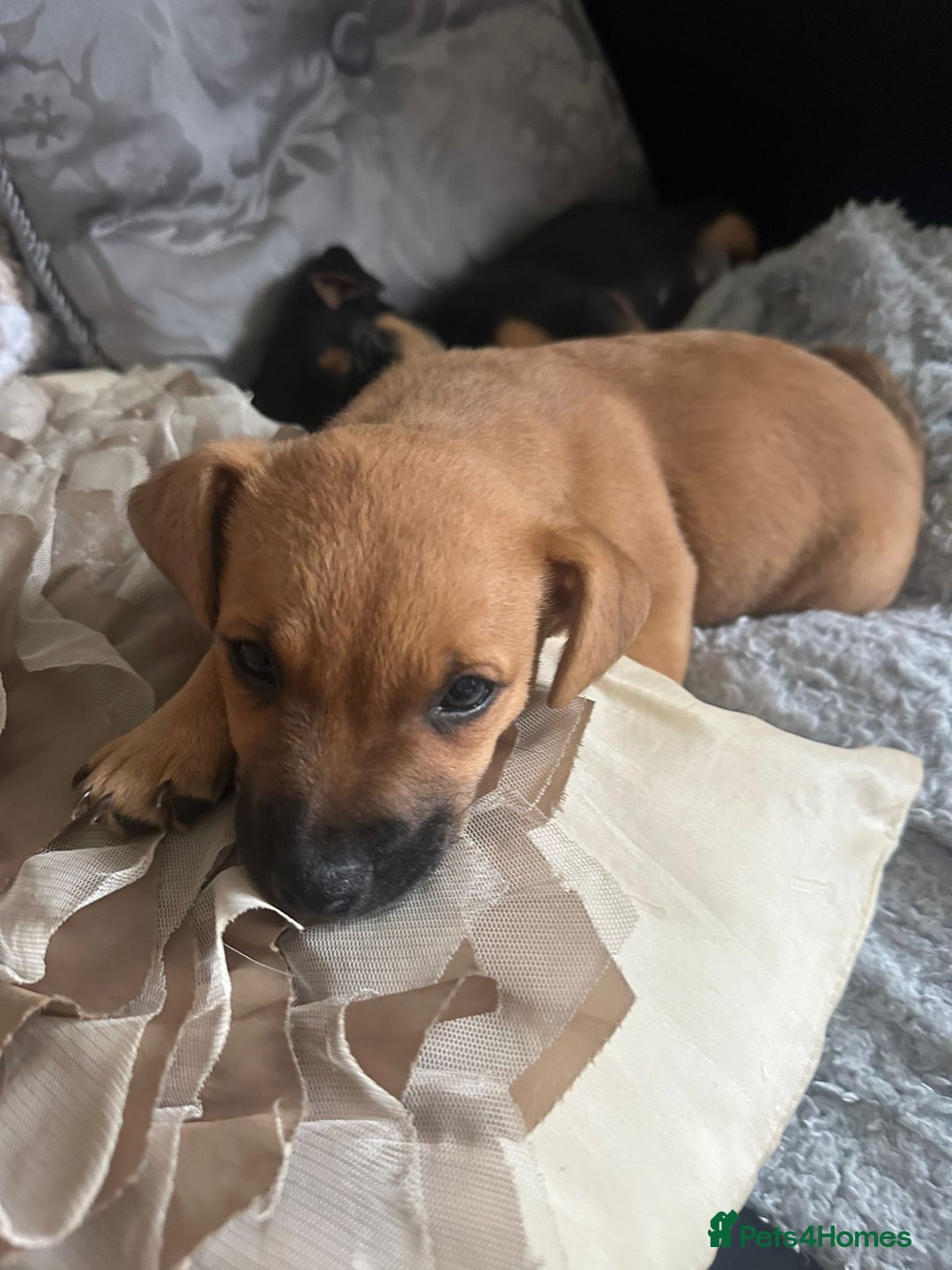 Mixed Breed dogs for sale: Lakeland/patterdale cross Jackchi puppies  - Image 15