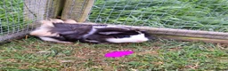 Guinea Pig rodents for sale: Male and female guinea pigs for sale  - Advert 4