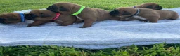 Boxer dogs for sale: 5 KC REG Boxer pups in Aughnacloy - Advert 2