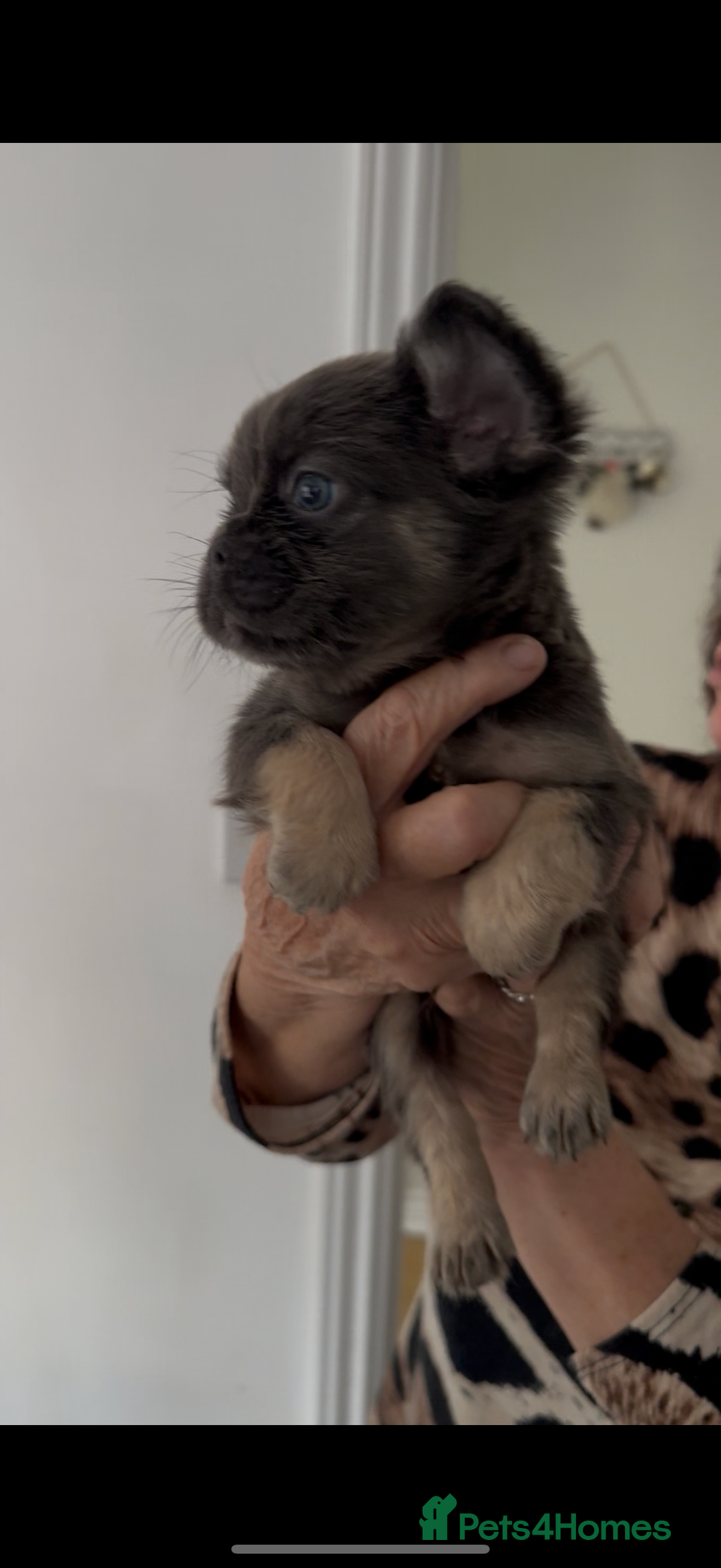 French Bulldog dogs for sale: REDUCED full fluffy pink carrying French bulldogs - Advert 9