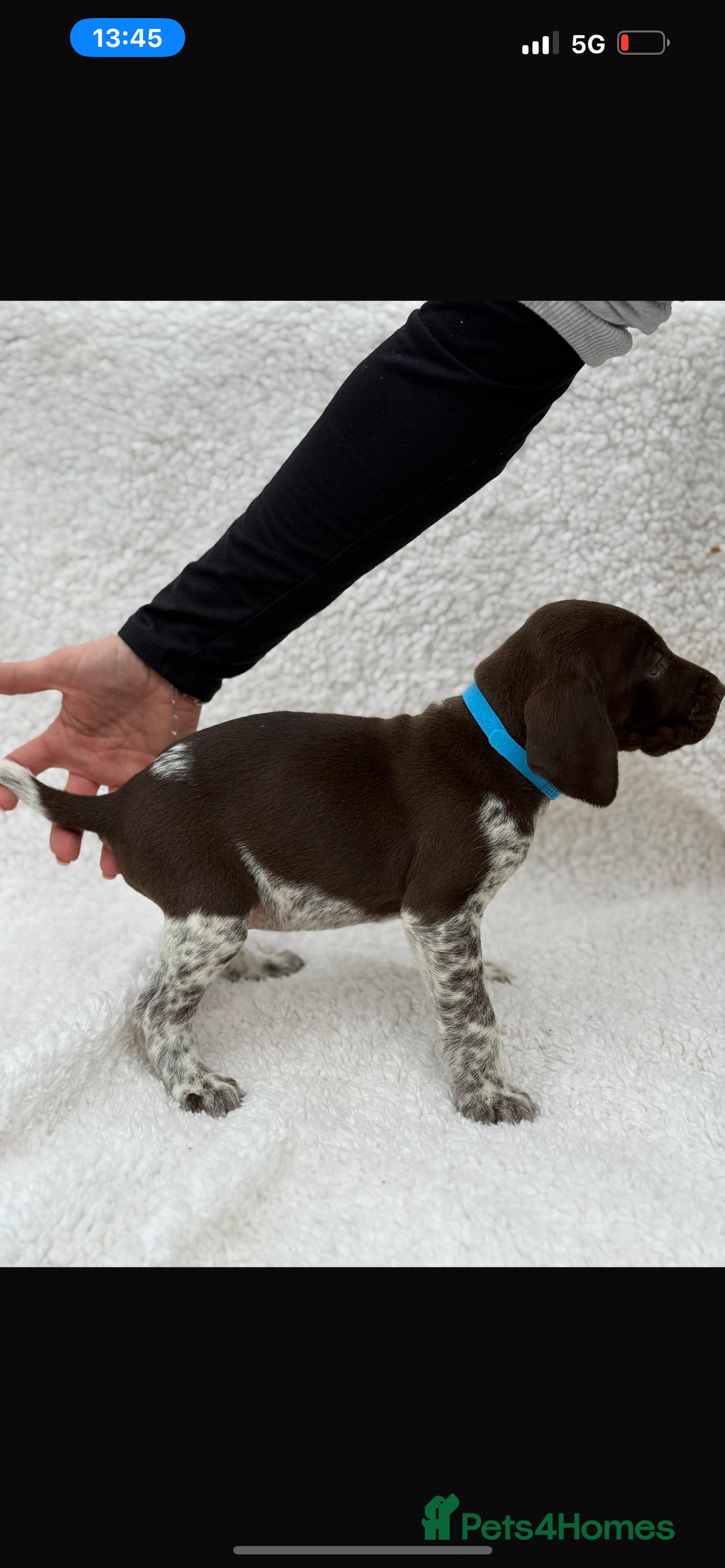 German Shorthaired Pointer dogs for sale: KC registered German Shorthair Pointer Puppy - Advert 7