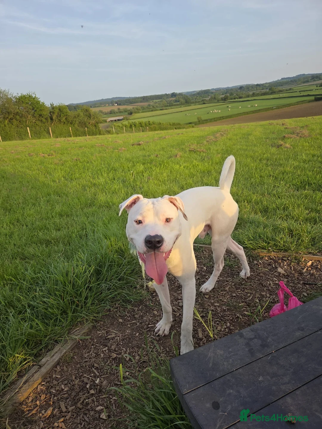 American Bulldog dogs for sale: Very loving american bulldog  - Advert 2