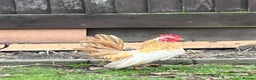 Chickens poultry for sale: Serama chicken  - Advert 1