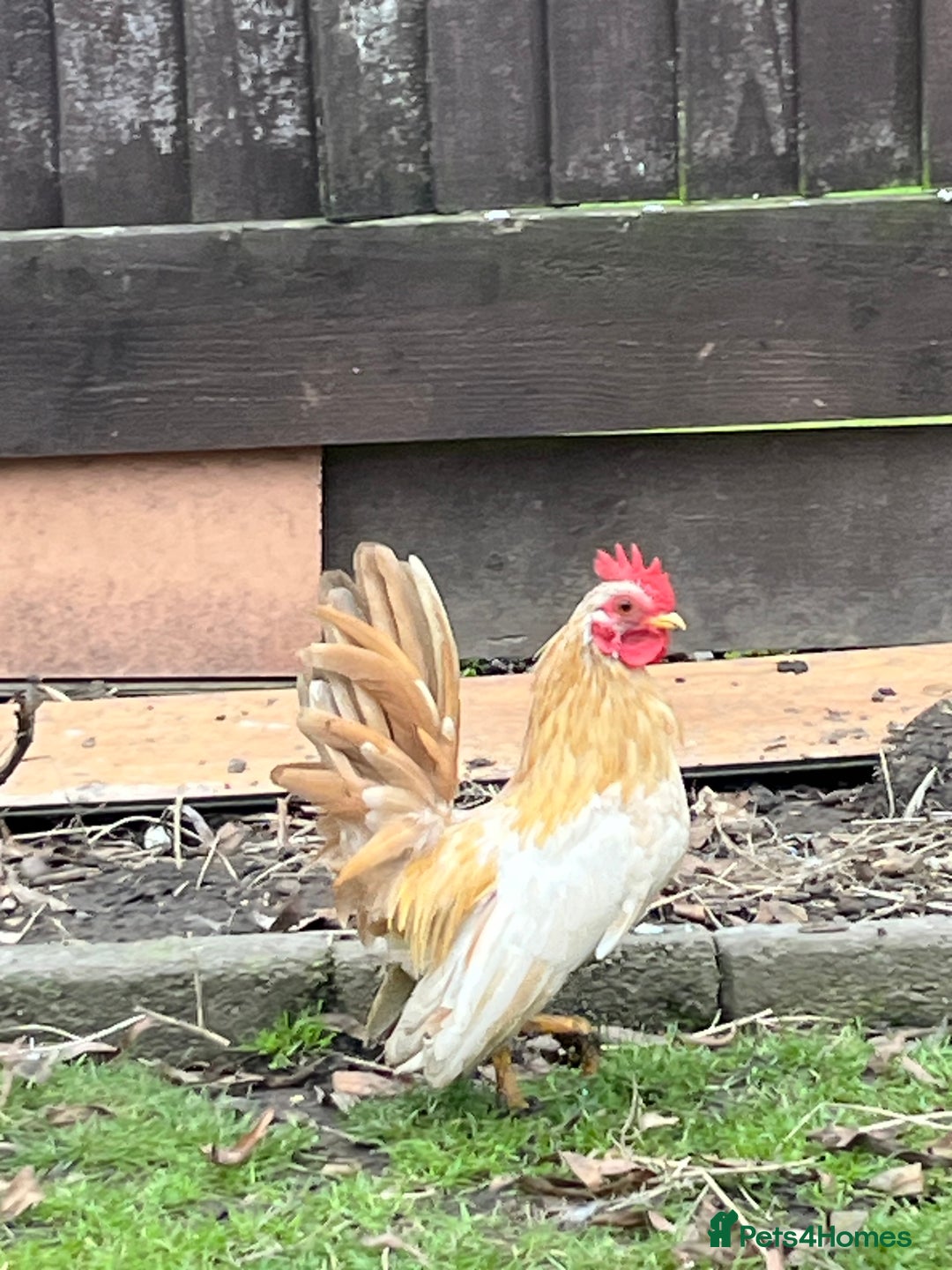 Chickens poultry for sale: Serama chicken  - Advert 1