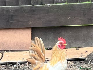 Chickens poultry Serama chicken - Advert 1