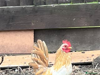 Chickens poultry Serama chicken - Advert 13