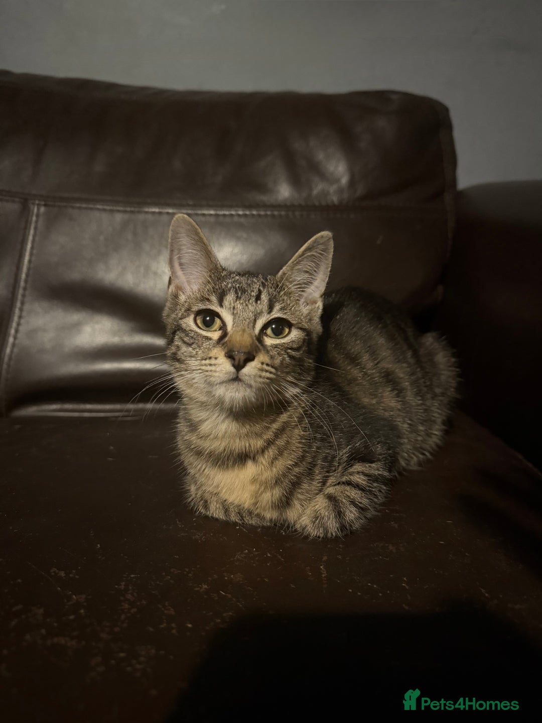 Mixed Breed cats for sale: 5 baby’s ready for there forever homes  - Image 19
