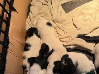 Jack Russell dogs Jack Russell puppies - Advert 10