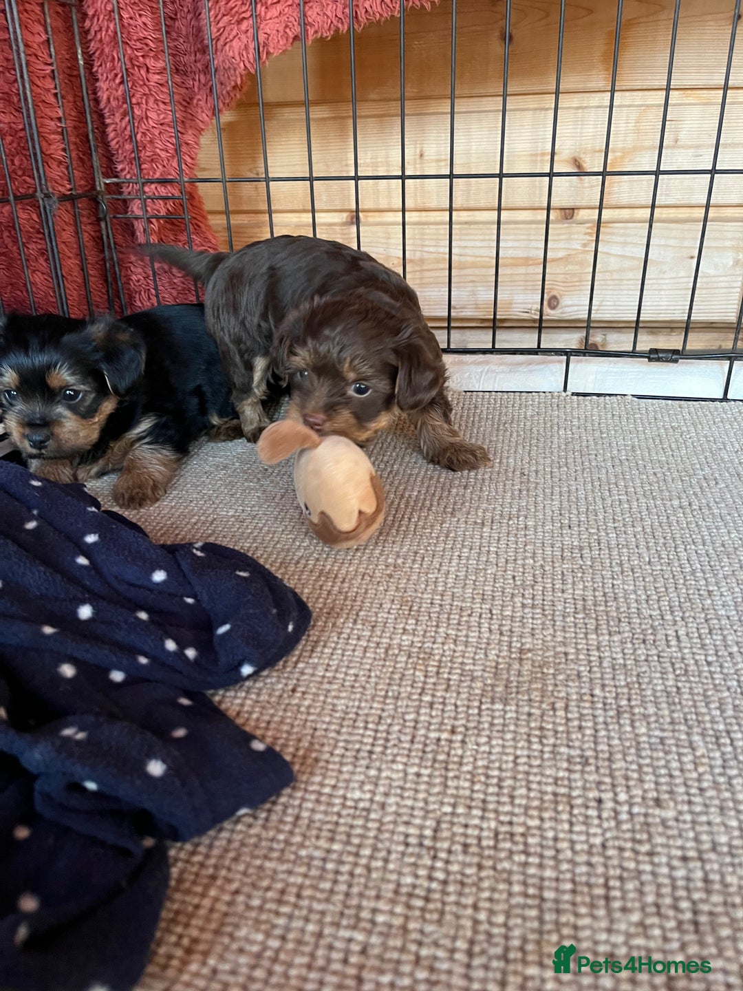 Yorkshire Terrier dogs for sale: Yorkshire terrier puppy’s  - Advert 3