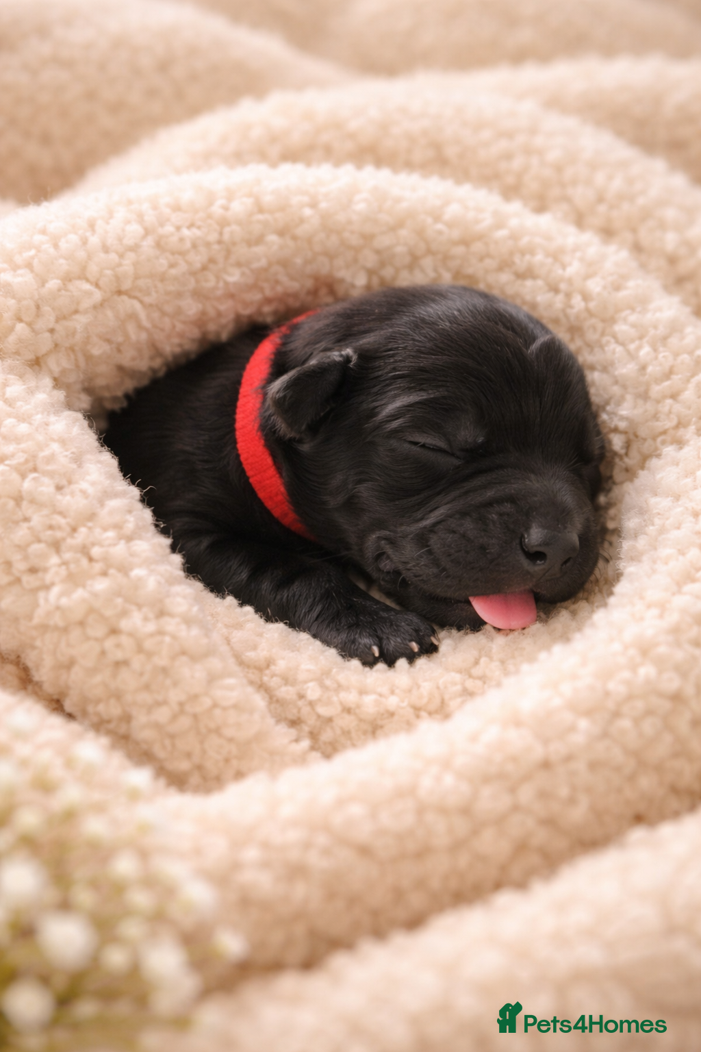 Cockapoo dogs F1BB Cockapoo Puppies Blue Merle, Apricot & Black - Advert 1