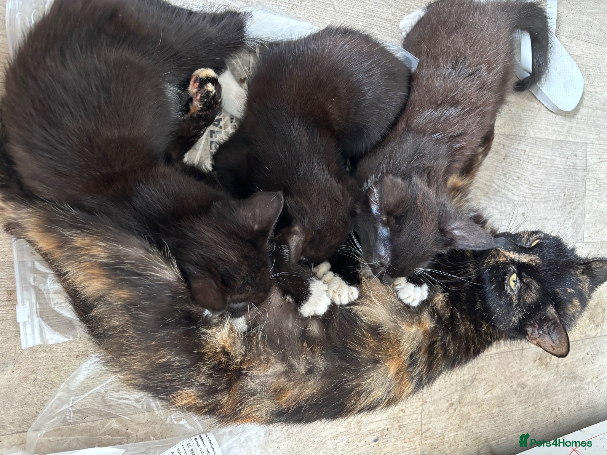 Domestic Shorthair cats Three kittens - Advert 7