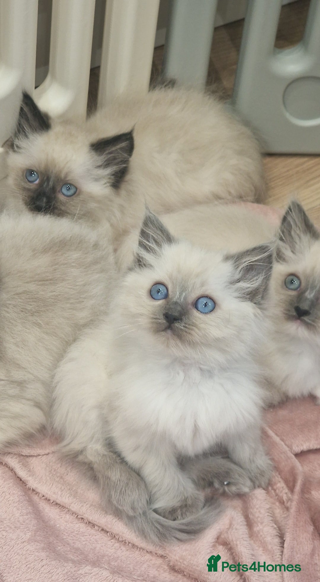 Ragdoll cats for sale: Ragdoll kittens ready now - Advert 4