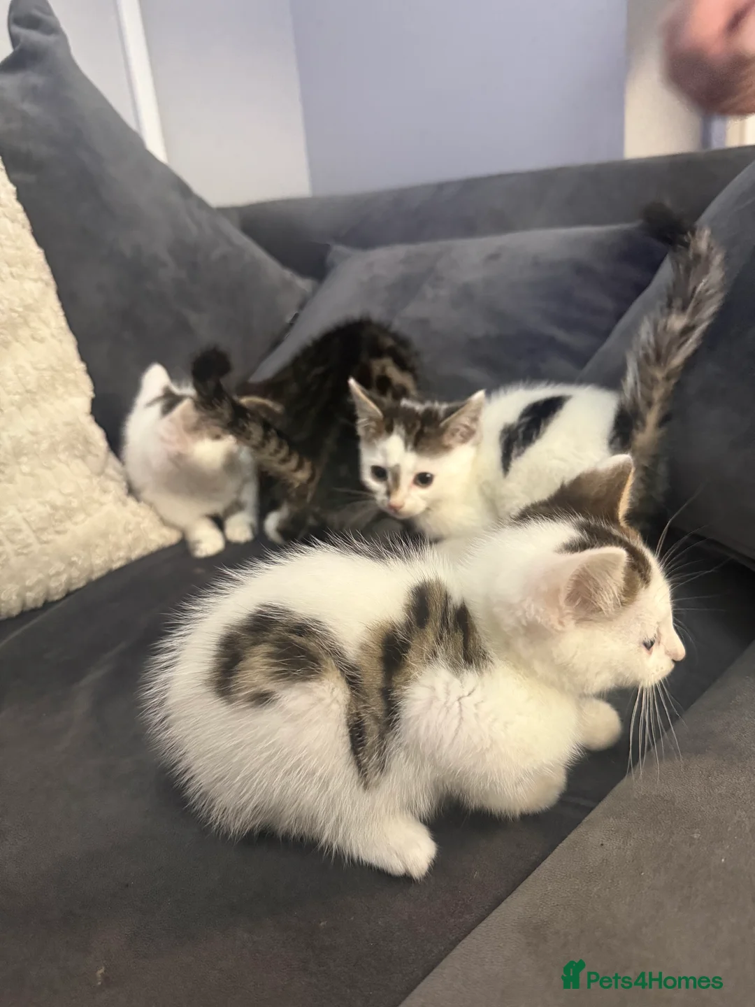 Mixed Breed cats for sale: 4 cute kittens ready now 💙💙💙💗 - Advert 5