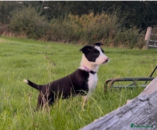 Border Collie dogs 2 Border Collie Puppies 9 weeks ready now - Advert 1