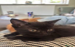 Mixed Breed cats for sale: Beautiful little long haired fluffy black kittens - Image 3