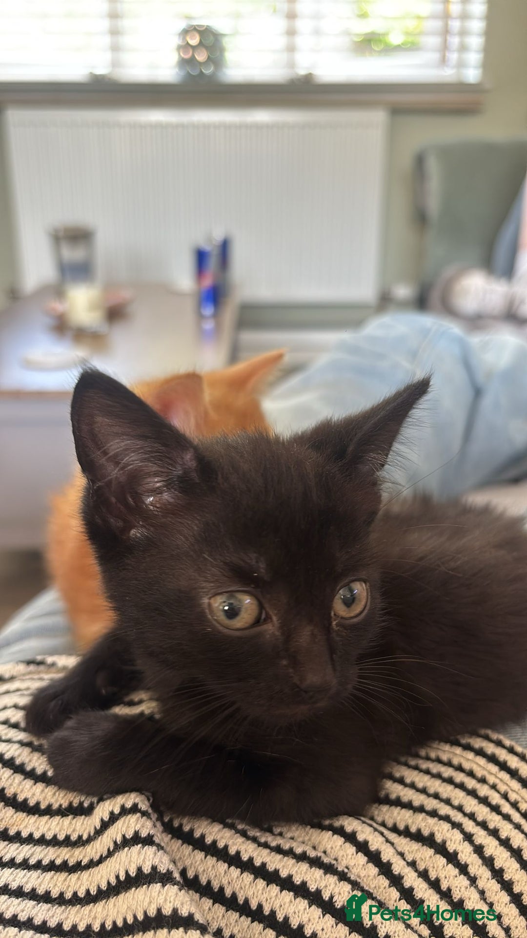 Mixed Breed cats for sale: Beautiful little long haired fluffy black kittens - Image 3