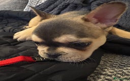 French Bulldog dogs for sale: All Male French’s Bulldog litter - Advert 13