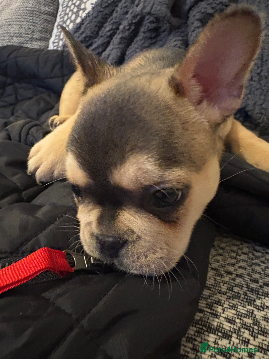 French Bulldog dogs for sale: All Male French’s Bulldog litter - Advert 13