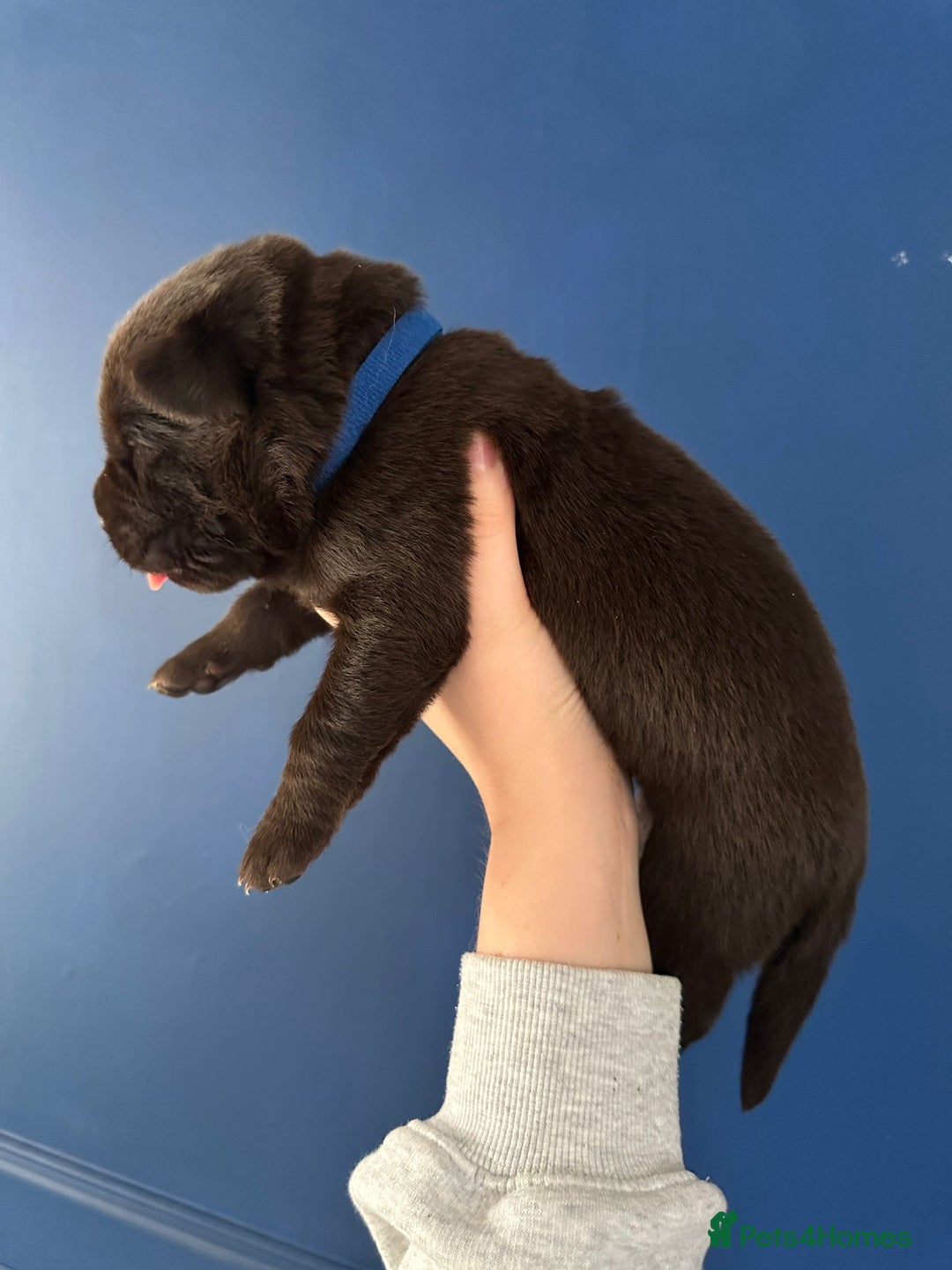 Mixed Breed dogs for sale: Chocolate Shepradors - Image 6