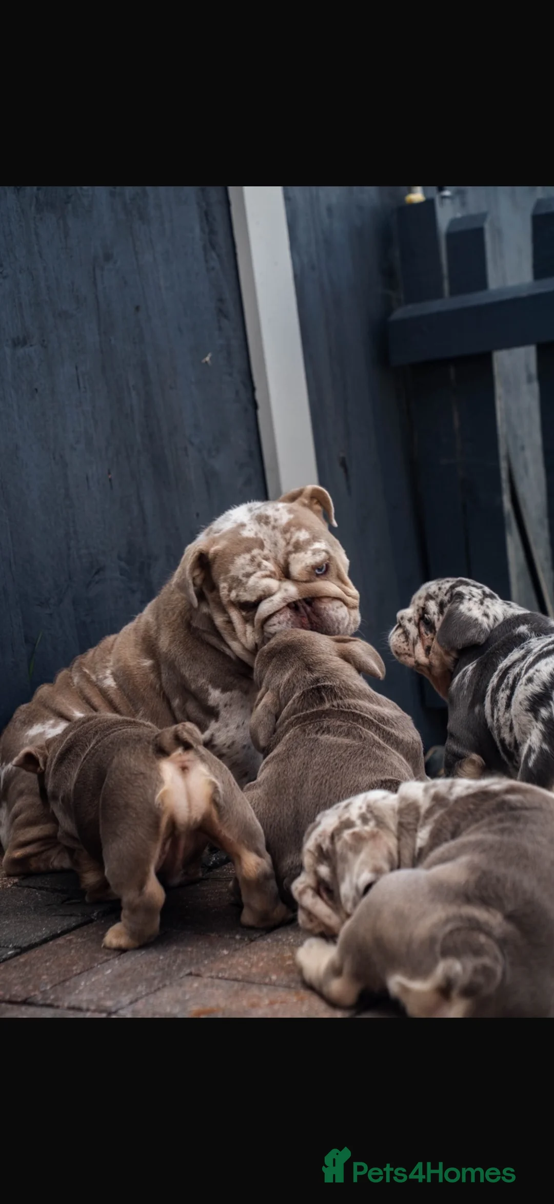English Bulldog dogs for sale: Stunning bulldog puppies for sale  - Advert 1