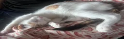 Mixed Breed cats for sale: 9 Gorgeous Turkish Angora Mixed Breed Kittens  - Advert 8