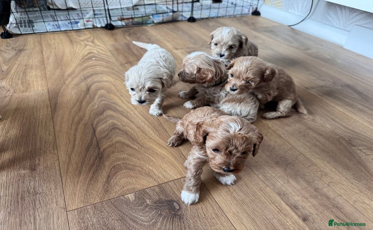 Mixed Breed dogs - Advert 1