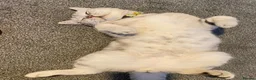 Mixed Breed cats for sale: 🐾 Two Gorgeous Male Kittens for Loving Homes 🐾 - Advert 6