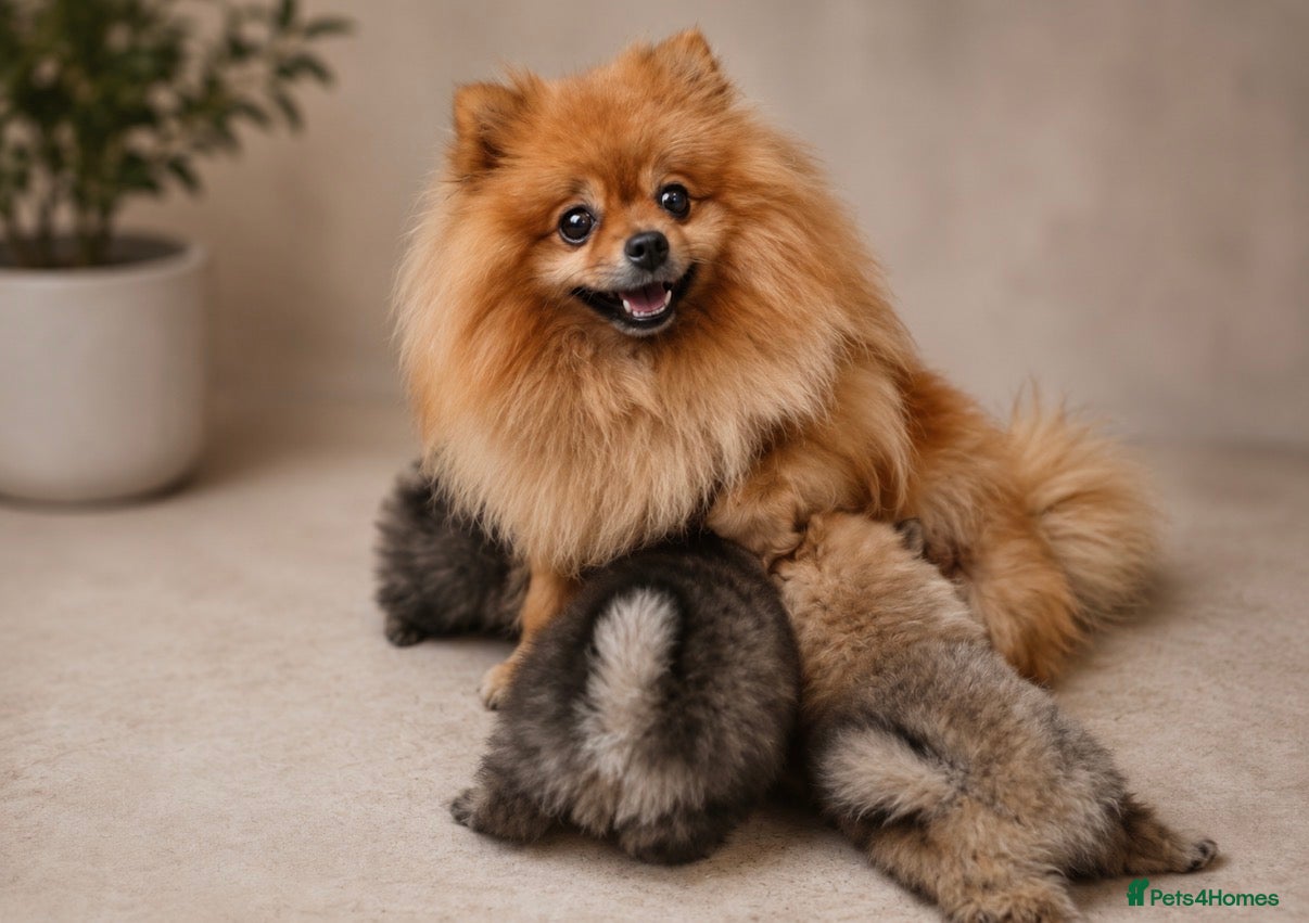 Pomeranian dogs KC Registered Pomeranian Puppies - Advert 1