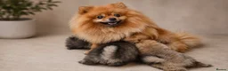 Pomeranian dogs for sale: KC Registered Pomeranian Puppies - Advert 1