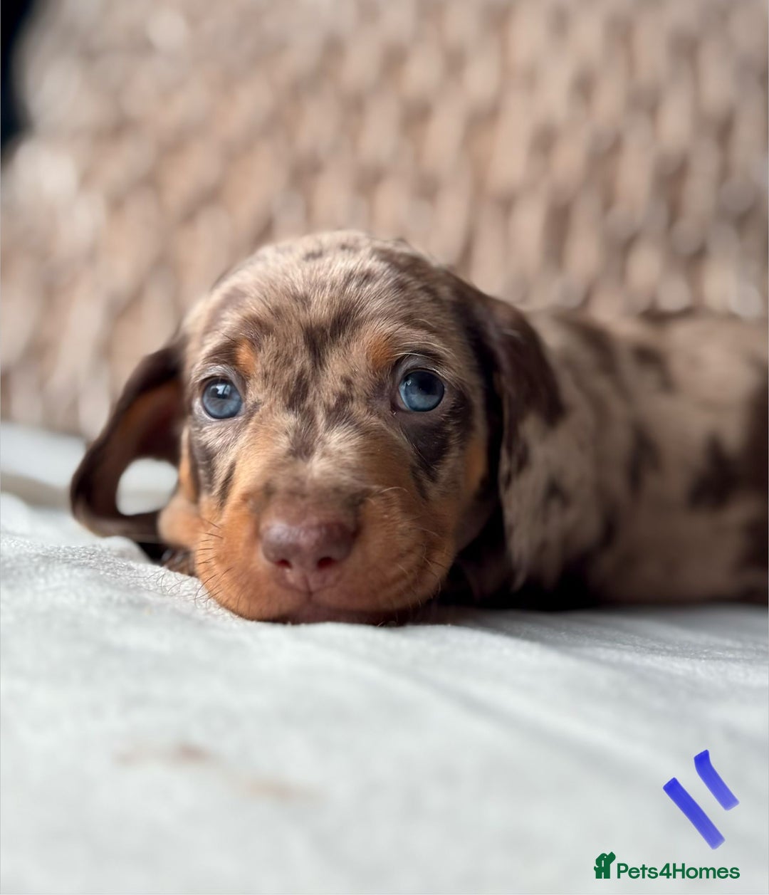 Miniature Dachshund dogs for sale: For Sale Adorable Miniature Dachshund puppies - Advert 17