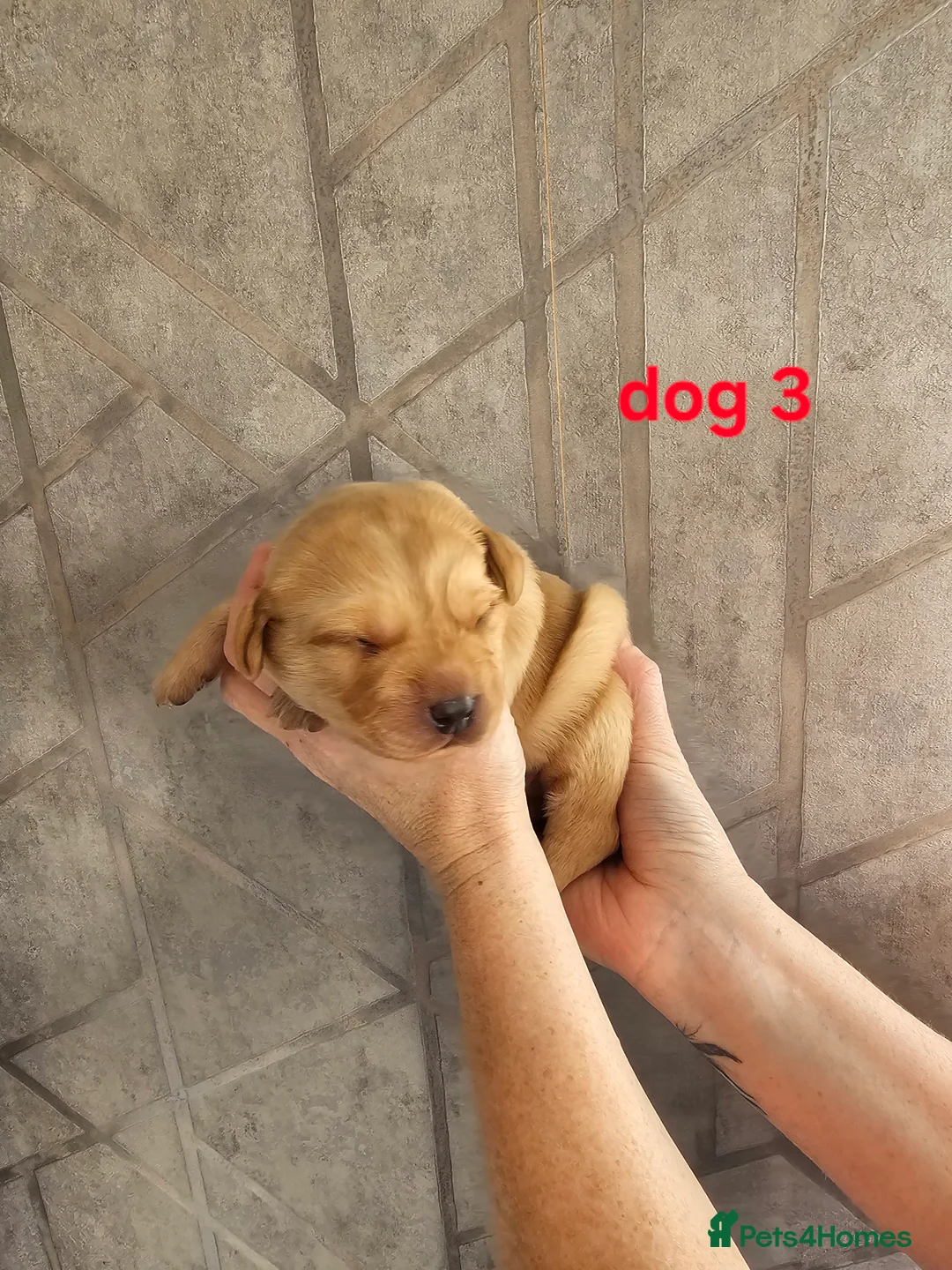 Labrador Retriever dogs for sale: Kc registered labrador pups  - Advert 16