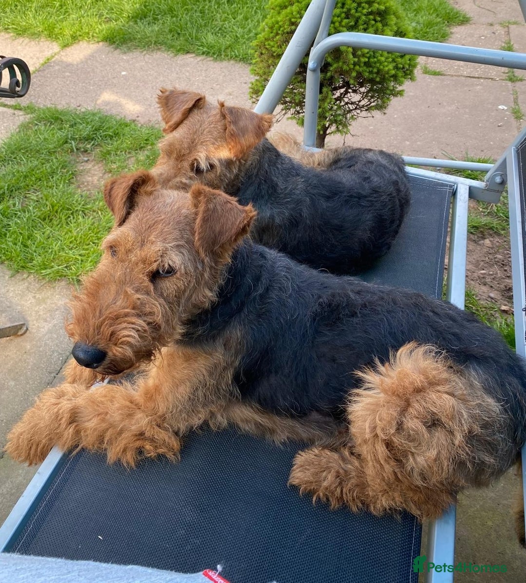 Welsh Terrier dogs for sale: Welsh terrier bitch for sale  - Advert 2