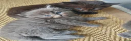Mixed Breed cats for sale: Half Pedigree kittens - Advert 12