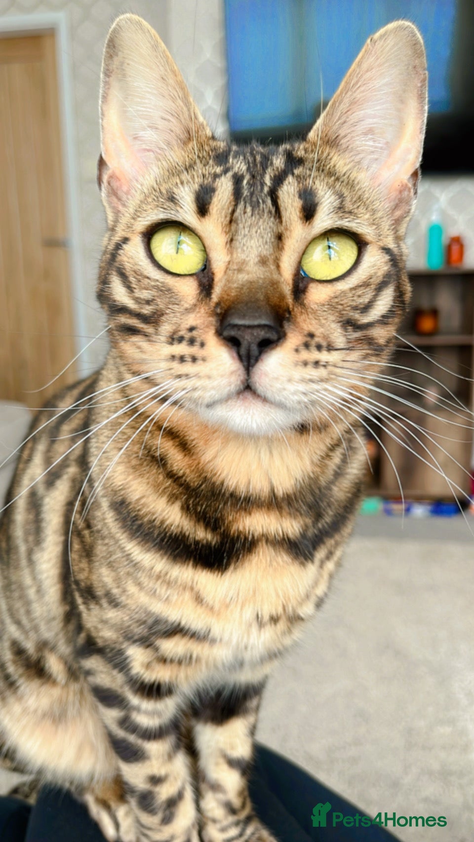 Bengal cats Bengal cats - Advert 1