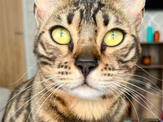 Bengal cats Bengal cats - Advert 1