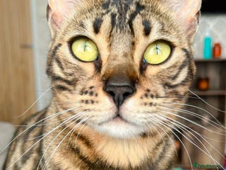 Bengal cats Bengal cats - Advert 2