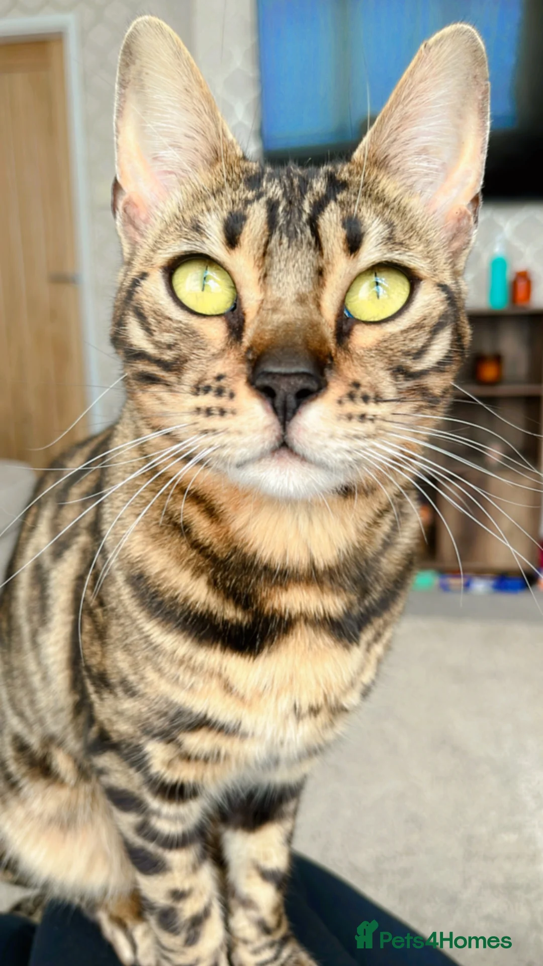 Bengal cats for sale: Bengal cats - Advert 1