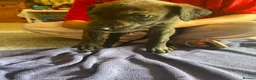 Lurcher dogs for sale: Beautiful Brindle puppies - Advert 8