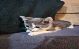 Mixed Breed cats for sale: Adorable kittens looking for their forever homes  - Image 6