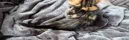 Bengal cats for sale: Bengal x Maine Coon Kittens - Advert 10
