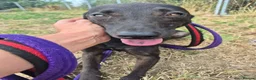 Italian Greyhound dogs for adoption: Olive - north Walsham Norfolk  in North Walsham - Advert 4