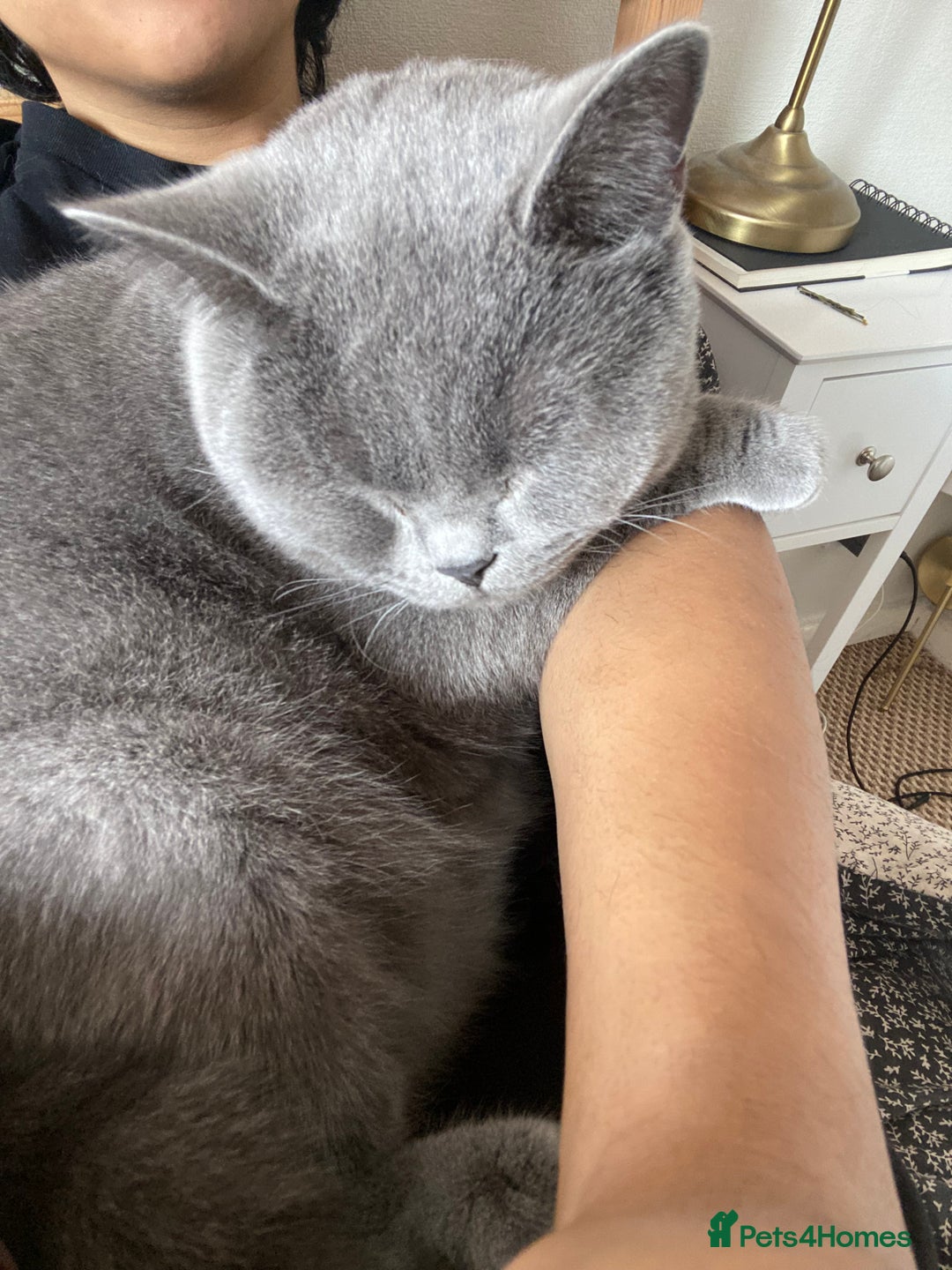 British Shorthair cats for sale: Male British Shorthair 1yr old (CHAMPA) - Image 6
