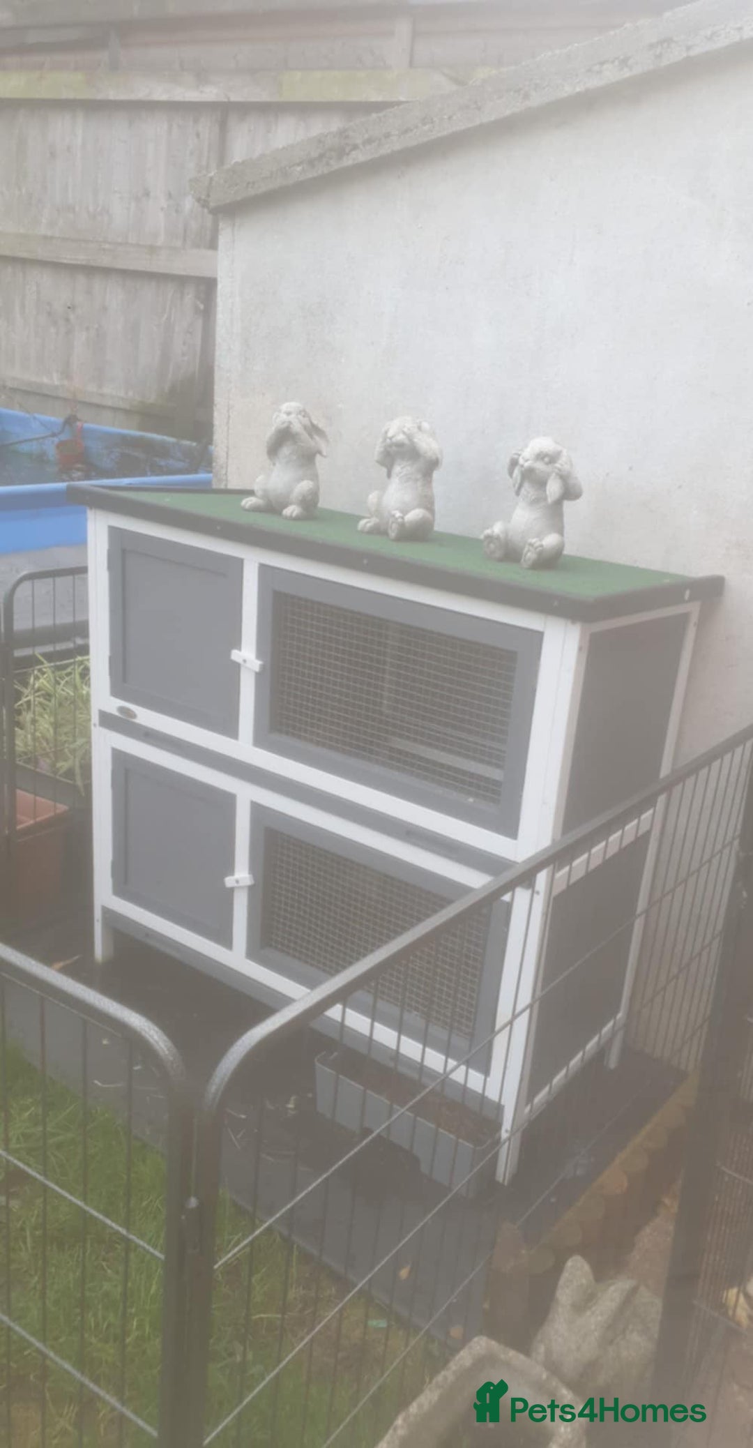 Rex rabbits for sale: Rew mini rex girl and dwarf/lionhead girl - Advert 3