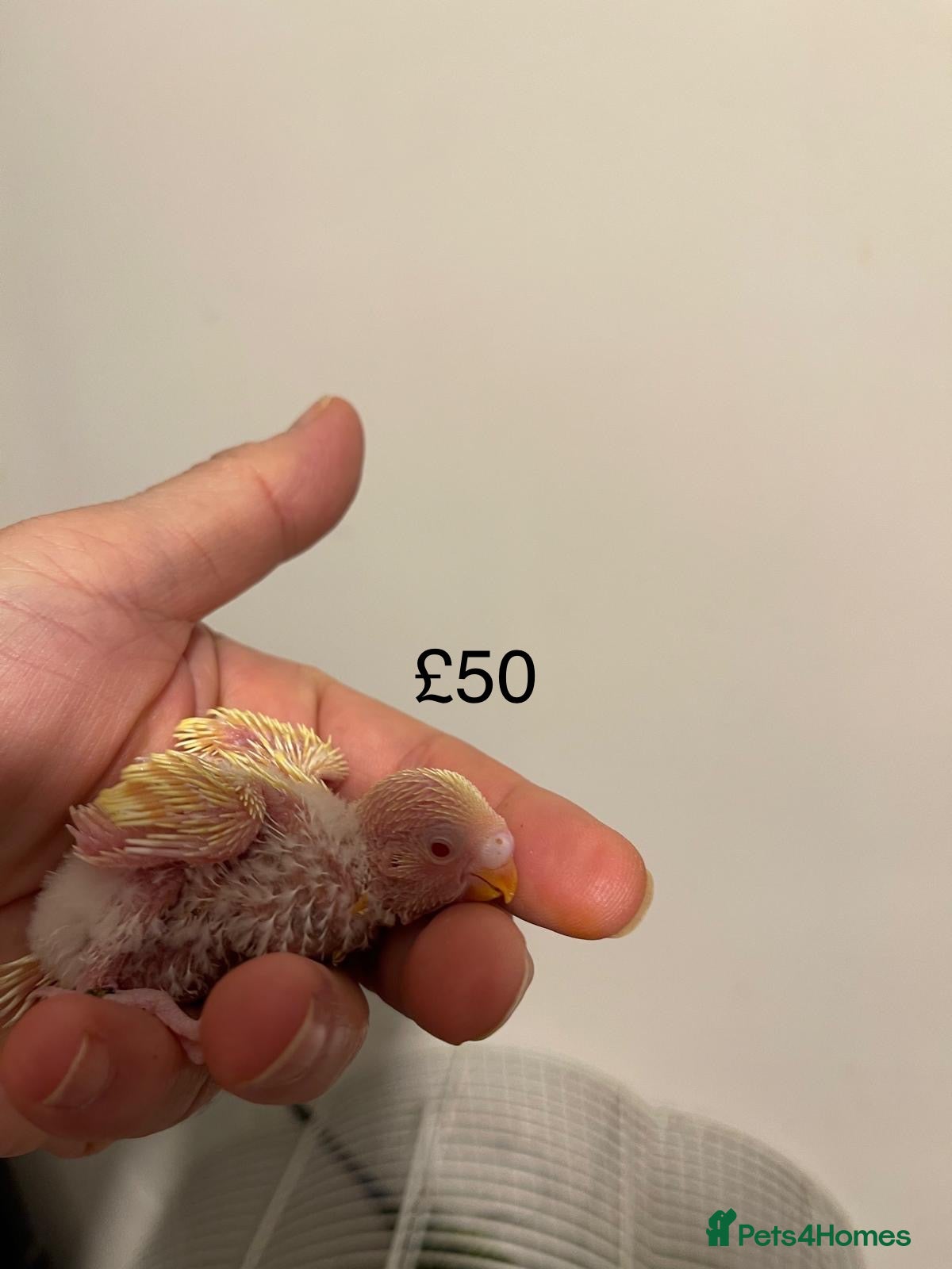 Budgerigars birds BABY BUDGIES FOR SALE  - Advert 7