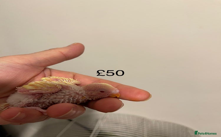 Budgerigars birds BABY BUDGIES FOR SALE  - Advert 15