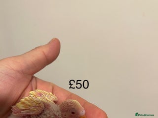 Budgerigars birds BABY BUDGIES FOR SALE - Advert 15