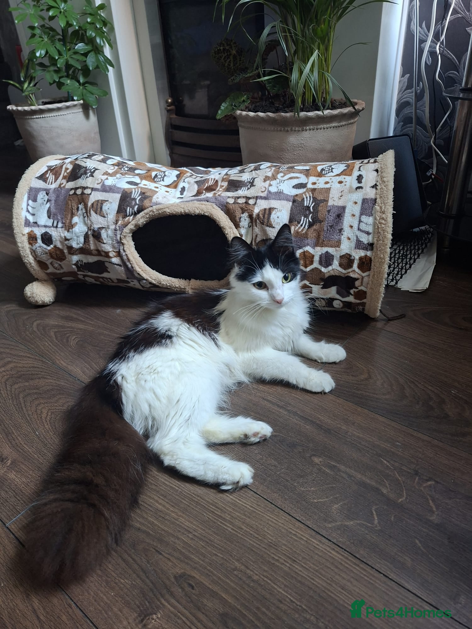 Mixed Breed cats for sale: Norweign mix beautiful cat - Advert 2